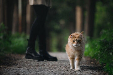 A large, beautiful ginger Maine Coon cat is walking in a park among green grass and trees