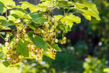 sweet white currant on the twig in summer. outdoor garden environment with ripe organic berry. sunny day. healthy homegrown food. delicious and juicy natural snack cluster full of vitamin