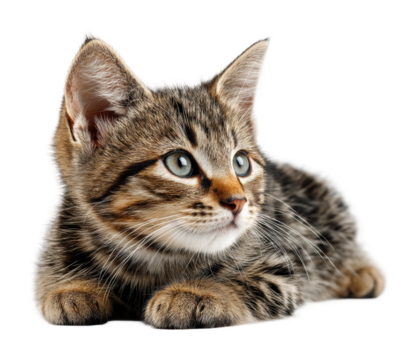 Playful tabby kitten posing against cute pet portrait isolated on transparent background, png