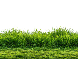 Obraz premium Lush green grass landscape nature vibrant environment isolated on transparent background, png