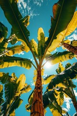 Low angle view looking up through tall banana trees, sunbeams filter through large green leaves and a bright blue sky, expressing vitality and energy.
