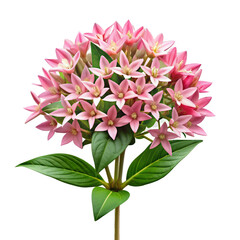Delicate pink star shaped flowers with green leaves pink flowers bouvardia