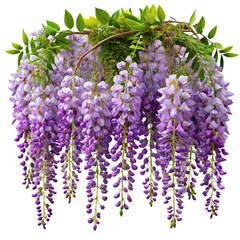 Cascading purple wisteria blossoms with green leaves lavender flowers