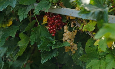 Clusters of ripe white and red currants on branch with lush green leaves. Berries of currant translucent illuminated by sunlight. Perfect for projects related to harvest, healthy eating or gardening