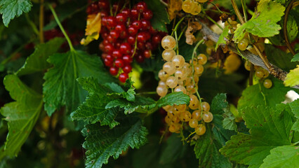 Clusters of ripe white and red currants on branch with lush green leaves. Berries of currant translucent illuminated by sunlight. Perfect for projects related to harvest, healthy eating or gardening