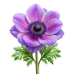 Purple anemone flower with green leaves violet petals