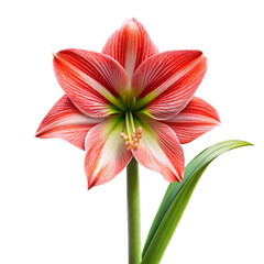 Red and white striped amaryllis flower with green stem and leaf image