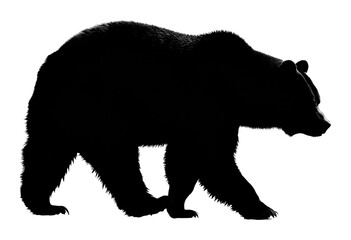 Fototapeta premium Bear walking silhouette in nature animal wilderness scene isolated on transparent background, png