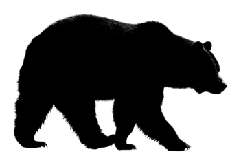 Bear walking silhouette in nature animal wilderness scene isolated on transparent background, png