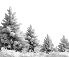 Snowy pine trees in winter wonderland nature serene landscape isolated on transparent background, png