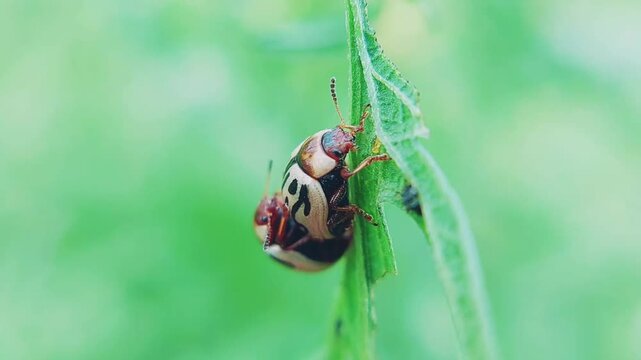 Closeup View of Mating Parthenium Beetles on Green Grass Leaf in Natural Setting