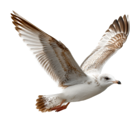 Seagull in flight over ocean wildlife coastal environment isolated on transparent background, png