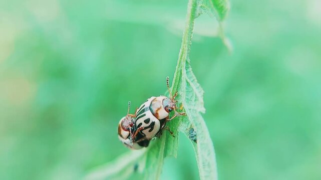 Closeup View of Mating Parthenium Beetles on Green Grass Leaf in Natural Setting