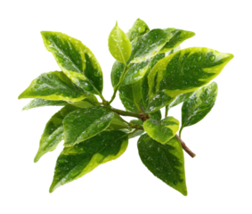 Captivating green leaves nature garden fresh environment isolated on transparent background, png