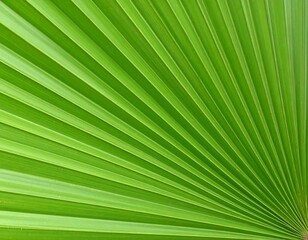 Close-up vibrant green palm leaf veins