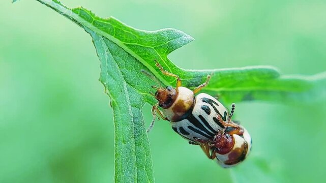 Closeup View of Mating Parthenium Beetles on Green Grass Leaf in Natural Setting