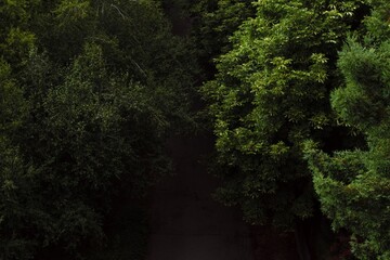 Obraz premium Foret mystérieuse 