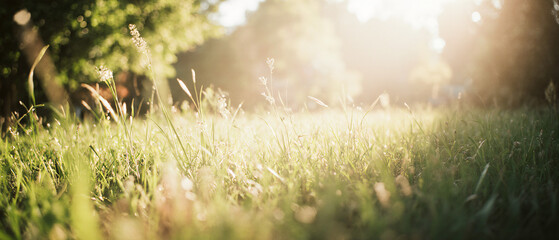 A fresh spring sunny garden background of green grass and blurred foliage bokeh.