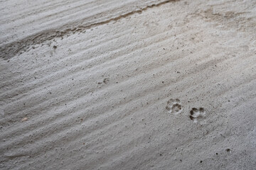 Cat paw prints in wet cement, creating a unique texture and capturing a moment of a cat's passage