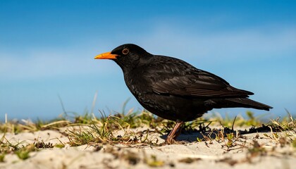 Portrait of a male blackbird with vibrant orange beak perched on sandy ground