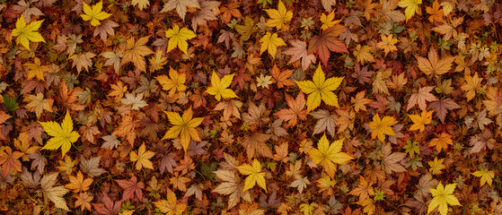 Autumn leaves background. Autumn composition.