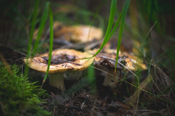 Beautiful mushrooms thriving in a lush forest, nestled among vibrant green grass and soft moss, create a captivating scene on a cloudy autumn day