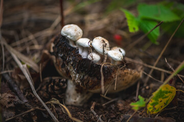 Small white mushrooms are growing on a decaying fungus on the forest floor, surrounded by fallen leaves and twigs, creating a captivating scene of natural decomposition and renewal