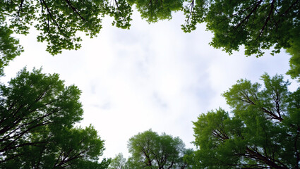Obraz premium A natural upward view of the sky framed by lush green tree tops
