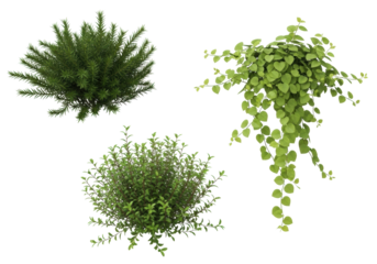 Distinct clumps of dark green needles, light green heart-shaped vine leaves, and bright green oval groundcover isolated on a transparent background with copy space, 3/4 view, studio light, no shadows,
