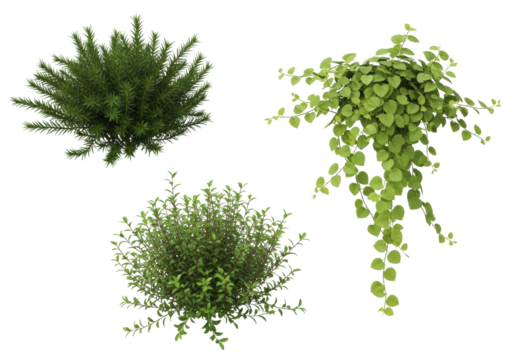 Distinct clumps of dark green needles, light green heart-shaped vine leaves, and bright green oval groundcover isolated on a transparent background with copy space, 3/4 view, studio light, no shadows,