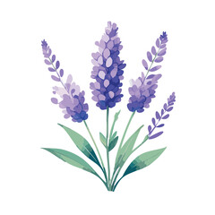 Fototapeta premium A simple watercolor of a lavender sprig with soft purple blooms and faded green stem.