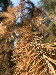 Dried pine needles against a clear blue sky in nature