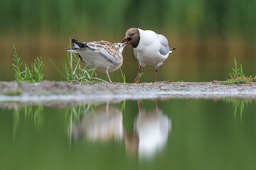 Lachm&ouml;we Larus ridibundus black-headed gull