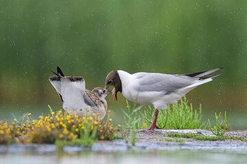 Lachm&ouml;we Larus ridibundus black-headed gull
