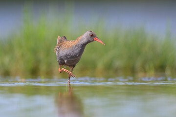 Wasserralle (Rallus aquaticus); water rail