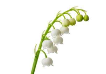 Delicate white bell-shaped lily of the valley flowers with green tips and green buds on a vibrant green stem, isolated against a pristine transparent background with copy space, clean aesthetic