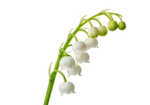 Delicate white bell-shaped lily of the valley flowers with green tips and green buds on a vibrant green stem, isolated against a pristine transparent background with copy space, clean aesthetic