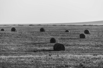 Black and White Contrast: Rolling Hay Bales and Straw Stacks on Rural Farmland