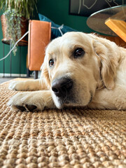 A golden retriever lying with its head on its paws and looking into the camera.
