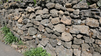 Traditional Basalt Stone Wall with Succulents in Jeju Island, Korea