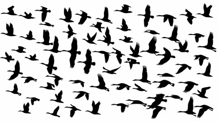Silhouette illustration showing a flock of birds flying in different directions against a white background