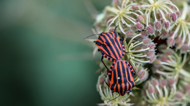 punaise arlequin