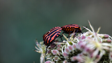 graphosome ray&eacute;