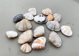 sea shells background