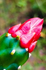 Cactus flower (Opuntia Cochenillifera), red flower
