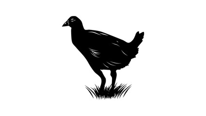 Tasmanian Nativehen bird, black isolated silhouette