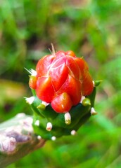 Cactus flower (Opuntia Cochenillifera), red flower

