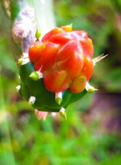 Cactus flower (Opuntia Cochenillifera), red flower
