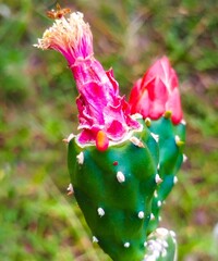 Cactus flower (Opuntia Cochenillifera), red flower
