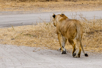 Fototapeta premium Young lioness (Panthera leo) walking at the Tarangire national park, Tanzania. Wildlife photo